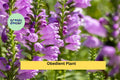 Obedient Plant Bare Root Perennials – Physostegia virginiana Pink to Purple Flowers, Pollinator-Friendly, Hardy Garden Plants