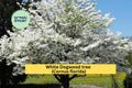 White Dogwood Tree Bare Root Starter | Cornus florida | Ornamental Flowering Tree with White Blooms & Red Fall Foliage