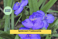 25 Spiderwort Plants – Tradescantia virginiana Bare Root Rhizomes, Hardy Perennial with Purple Flowers for Borders and Gardens