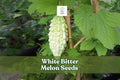 White Bitter Melon Seeds – Rare Tropical Climbing Vegetable Vine, Momordica charantia, White Gourds for Garden, Trellis & Vertical Gardening