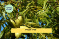 Pecan Tree Live Plants Set of 2 Bare Root Seedlings, Carya illinoinensis, Nut Trees for Orchard & Garden