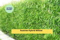 50 Austree Hybrid Willow Cuttings for Privacy Hedges, Windbreaks & Landscaping | Salix matsudana × alba