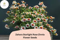 100+ Zahara Starlight Rose Zinnia Seeds – Non-GMO Hybrid Annual Flowers for Garden Borders & Containers – Zinnia marylandica