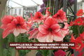Amaryllis Bulb - Charisma Variety for Winter Forcing - Hippeastrum Hybrid Indoor Flowering Plant