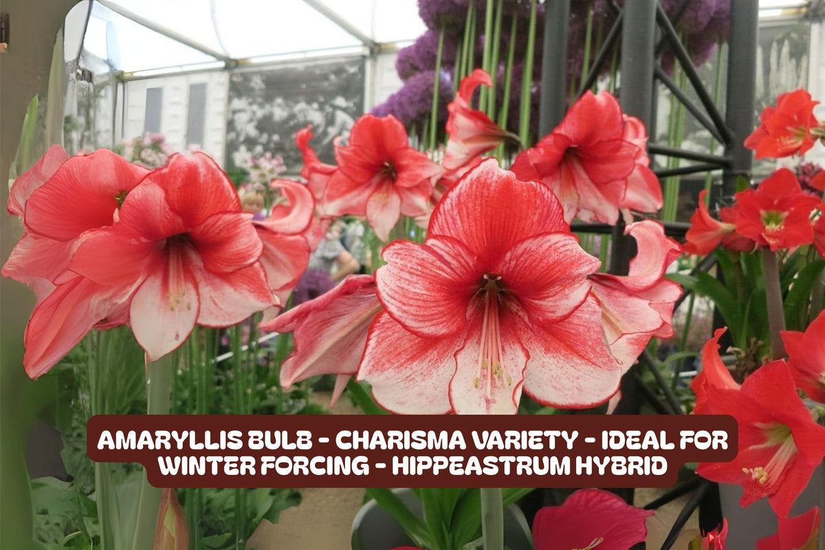 Amaryllis Bulb - Charisma Variety for Winter Forcing - Hippeastrum Hybrid Indoor Flowering Plant