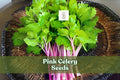 50 Pink Celery Seeds - Chinese Heirloom Vegetable Seeds, Non-GMO, Apium graveolens, Unique Pink Stalks for Home Garden