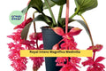 Royal Intenz Medinilla Plant | Live Rooted Starter | Tropical Pink Flowering Houseplant | Medinilla magnifica 'Royal Intenz'
