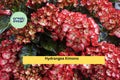 Hydrangea Kimono Starter Set – 4 Live Rooted Hydrangea macrophylla ‘Kimono’ Flowering Shrubs for Garden & Container