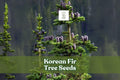 Korean Fir Tree Seeds - 20 Fresh Seeds - Blue Cones - Abies koreana - Ornamental Evergreen for Landscaping & Bonsai