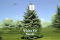 White Fir Tree Seeds, Abies concolor, Evergreen Bonsai, Silvery-Blue Needles, Cold Hardy, Landscape & Windbreak Seeds