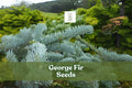 George Fir Seeds - Rare Evergreen Conifer Abies forrestii georgei, Green-Blue Needles, Pyramidal Shape, Cold Hardy, Bonsai & Landscape