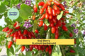 Goji Berry Cuttings | 10 Live Lycium barbarum Stem Propagation Plants | Fruiting Shrub for Rooting or Grafting