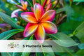 Plumeria Seeds – Mixed Orange, Yellow, Pink Frangipani Tropical Flowers – Frangipani (Plumeria rubra) Seed Pack