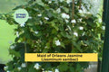 Maid of Orleans Jasmine Live Rooted Plant – Fragrant White Flowers, Jasminum sambac, Tropical Vine/Shrub for Garden & Patio
