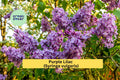 Purple Lilac Bush Plants Set of 5 Bare Root Syringa vulgaris Fragrant Spring Flowering Shrubs