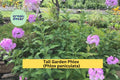 Bare Root Tall Garden Phlox Plants – Perennial Butterfly Attracting Summer Blooms – Phlox paniculata, Pink, White, Purple