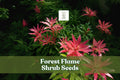 30 Forest Flame Shrub Seeds - Pieris japonica - Ornamental Evergreen with Colorful Red New Growth and White Flowers