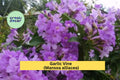 Garlic Vine Live Plant – Mansoa alliacea Semi-Tropical Climbing Vine with Purple Trumpet Flowers for Trellises & Arbors