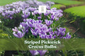 10 Striped Pickwick Crocus Bulbs - Hardy Perennial Early Spring Blooms - Crocus vernus ‘Pickwick’ for Lawns & Gardens