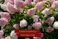 Vanilla Strawberry Hydrangea Cuttings – Unrooted, Hardy Zones 4-8, Large Cone Blooms, Easy to Root, Organic, 5+2 Bonus