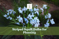 Striped Squill Bulbs (5 Bulbs) - Early Spring Blooms, Hardy Perennial, Puschkinia scilloides, Pale Blue-White Flowers