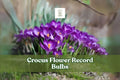 Purple Crocus Flower Record Bulbs – 10 Live Corms for Early Spring Bloom, Hardy Perennial, Deep Purple with Golden Centers