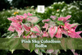 Pink Sky Caladium Bulbs - 6 Live Fancy Leaf Tubers - Caladium bicolor ‘Pink Sky’ - Tropical Foliage for Shade Gardens