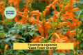 Tecomaria capensis ‘Cape Town Orange’ Rooted Starter Plant – Vibrant Orange Cape Honeysuckle Shrub for Hedges & Containers