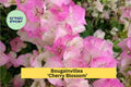 Bougainvillea ‘Cherry Blossom’ Live Rooted Starter Plant – Pink Flowering Vine for Garden, Patio, Container, Bougainvillea spectabilis hybrid