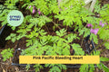 Pink Bleeding Heart Plants – Live Bare Root Perennials with Heart-Shaped Pink Blooms, Dicentra spectabilis, Shade Garden Flowers (Set of 5)