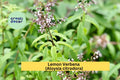 Lemon Verbena Live Starter Plant, Fragrant Perennial Herb with Citrus Aroma, Aloysia citrodora for Gardens & Pots