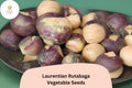 Rutabaga Seeds 500+ Heirloom Canadian Brassica napobrassica Purple Top Golden Flesh Root Vegetable