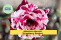 Adenium obesum ‘Strawberry Sundae’ Desert Rose Live Rooted Seedling 4–6" Succulent Shrub for Pots & Patio