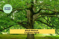 Black Walnut Tree Seedlings Set of 3 | Juglans nigra Bare Root Hardwood Trees for Landscaping