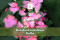 6 Rosebud Caladium Bulbs | Pink & Green Fancy Leaf | Caladium bicolor ‘Rosebud’ | Tropical Foliage Plant