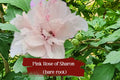 Live Double Pink Rose of Sharon Shrub, ½–1 ft Starter Plant, Hibiscus syriacus ‘Althea’ for Pollinators & Landscape