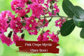 Hot Pink Crepe Myrtle Starter Plants – Lagerstroemia indica, Vibrant Dark Pink Flowers, Live Rooted Cuttings, Drought & Frost Tolerant