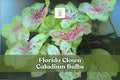 10 Florida Clown Caladium Bulbs - Fancy Leaf, Multicolored Foliage, Tropical Perennial, Shade Garden, Tubers