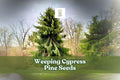 25 Weeping Cypress Pine Seeds - Hesperocyparis funebris - Ornamental Evergreen - Non-GMO - Ideal for Landscapes & Bonsai