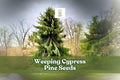 Weeping Cypress Pine Seeds – Hesperocyparis funebris – Ornamental Evergreen Tree – Non-GMO, 25 Seeds