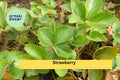 Set of 5 Live Strawberry Plants | Bare Root Perennial Fruit Plants | Fragaria × ananassa for Home Gardens