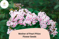 Mother of Pearl Phlox Seeds, Perennial Flower, White to Blush-Pink, Phlox paniculata, Butterfly & Hummingbird Attractant