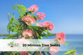 20 Mimosa Tree Seeds | Albizia julibrissin Pink Silk Tree Ornamental Deciduous Tree