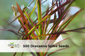 500 Dracaena Spike Seeds | Upright Green Foliage Plant for Landscaping & Containers | Dacaena indivisa