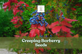 Creeping Barberry Seeds, Evergreen Ground Cover, Ornamental Berries, Mahonia repens, Drought Tolerant, Low-Growing Shrub Seeds