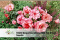 Begonia Seeds – 1000 Pack, Glory Hot Tip Rose, Pink Bedding Flowers, Annual, Compact, Summer Bloom, Begonia semperflorens hybrids