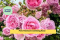Pink Heirloom Climbing Rose Cuttings – Live Stem Propagation Set of 5, Fragrant Pink Blooms, Rosa Heirloom Climbing Group