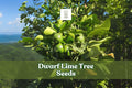Dwarf Lime Tree Seeds Citrus aurantiifolia Bonsai & Patio Plant, 30+ Seeds for Container Growing