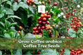 Coffea Arabica Seeds | 20 Tropical Coffee Plant Seeds for Bonsai | Raw Green Seeds for Indoor/Outdoor Growing