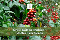 20 Coffea Arabica Seeds | Tropical Coffee Tree Plant for Indoor Bonsai & Outdoors | Evergreen Foliage, White Flowers